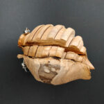 Création pendule en bois d'Abricotier